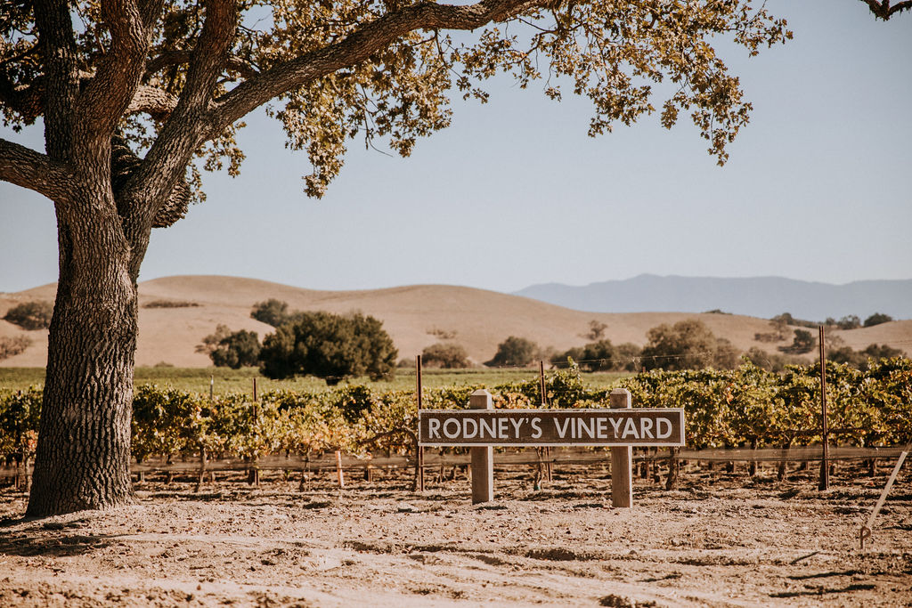 Rodney's Vineyard sign with oak tree, grape vines and golden, rolling hills in the background